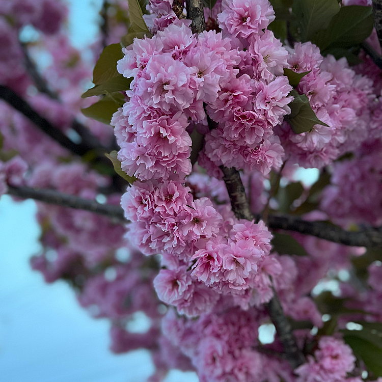 昨日お買い物行ったら街路樹の八重桜🌸がきれいでした😊✨
