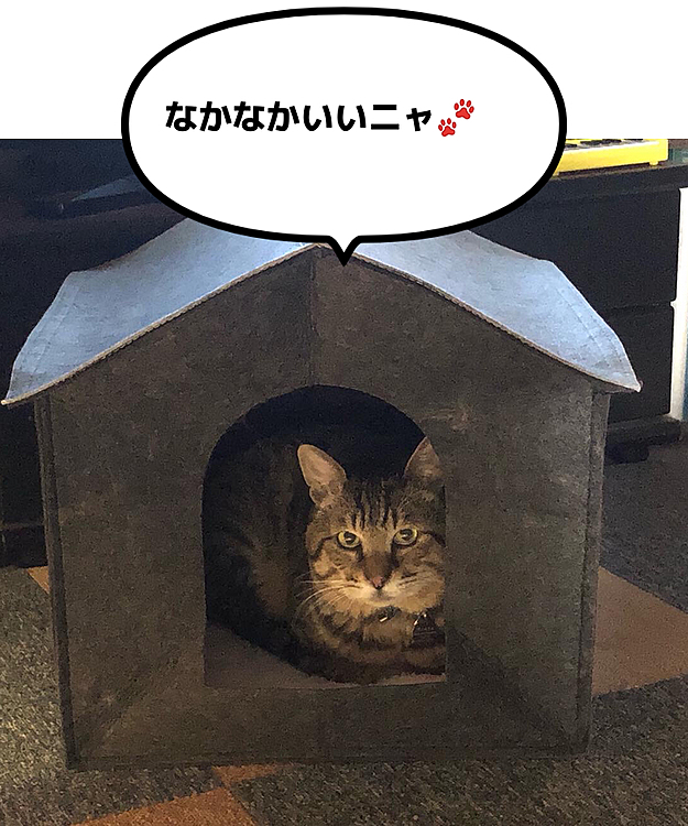 昨日DAISOで買ったハウス、早速Kittyが入居
