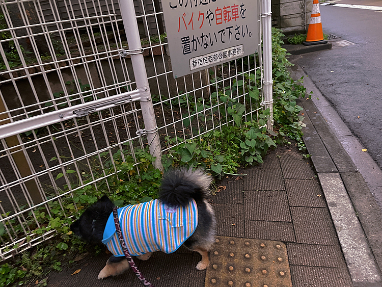 
地面が濡れているので
アンヨもお腹もびちょびちょです🐯

帰ってからお風呂場でフキフキされました♨️

お風呂に入れられると思ったのか
ハァハァドキドキしてました😂笑

頑張ったのでおやつです🍖🍖

スッポンポン🤣
