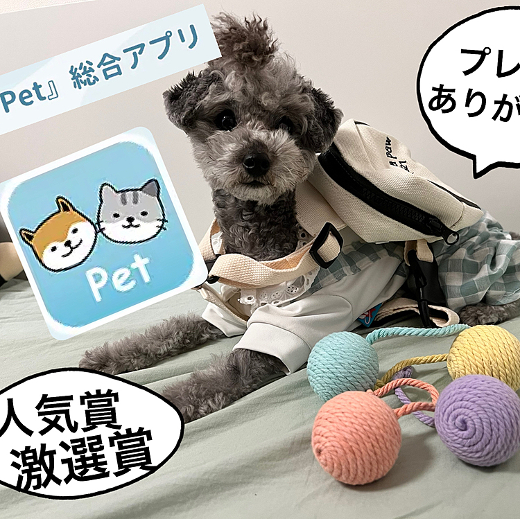 ペット総合アプリ『Pet』

@pet_staff_judy  @pet_app_nga 

ＧＷおすすめスポット第一弾、第二弾

のプレゼントが届いたワン

第一弾pet激選賞
第二弾人気賞
に選んでいただきありがとうございました。

#pettv
#ペットアプリ
#犬
#猫