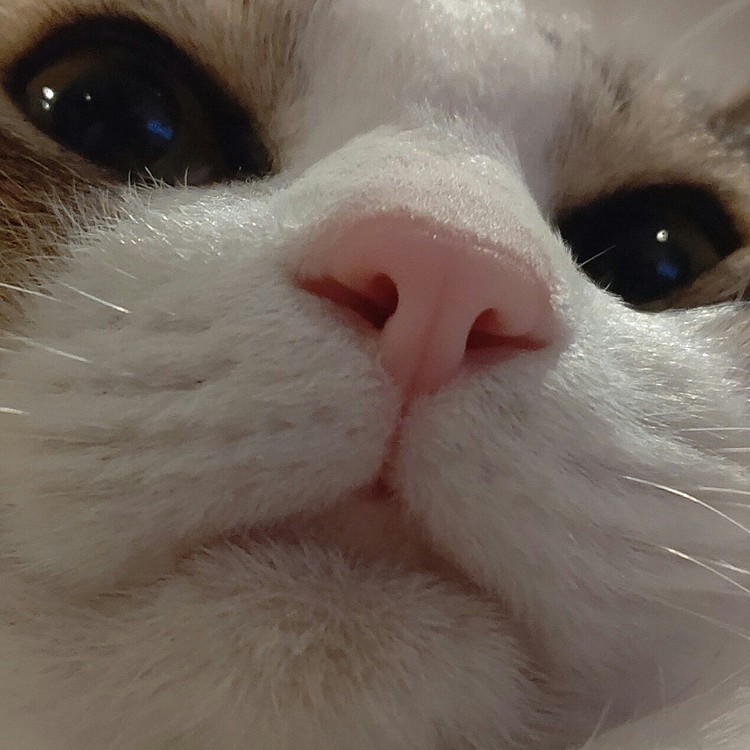ゆずです。
鼻も肉球もピンクです(*>∀<*)