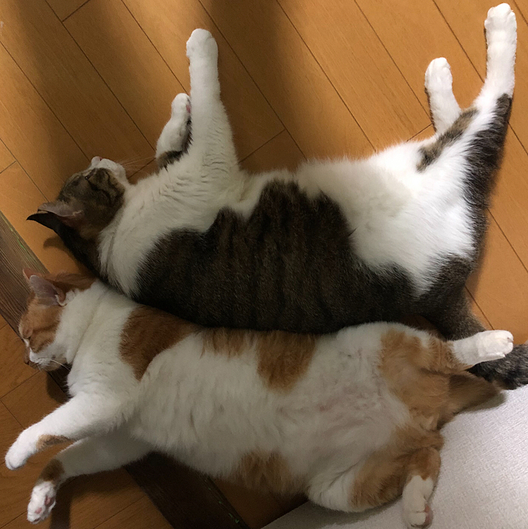 🧲磁石でも入ってるの？