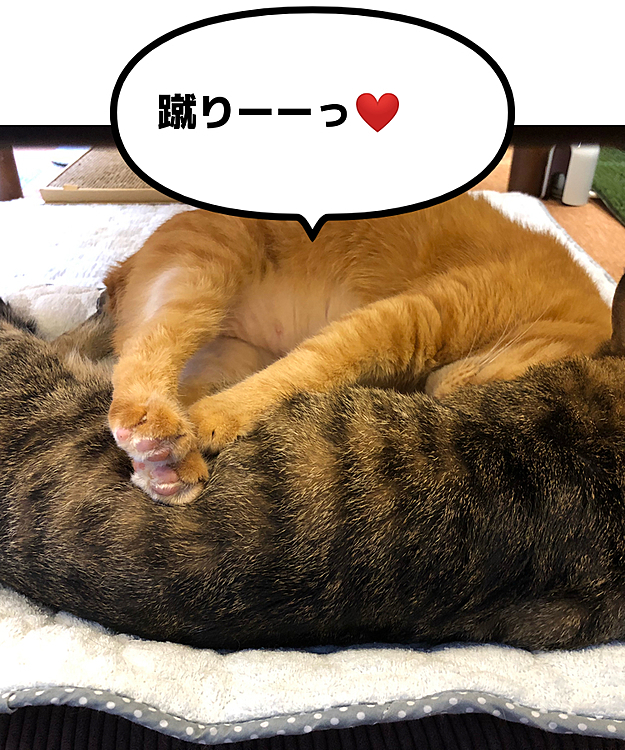 Max&Kittyの投稿