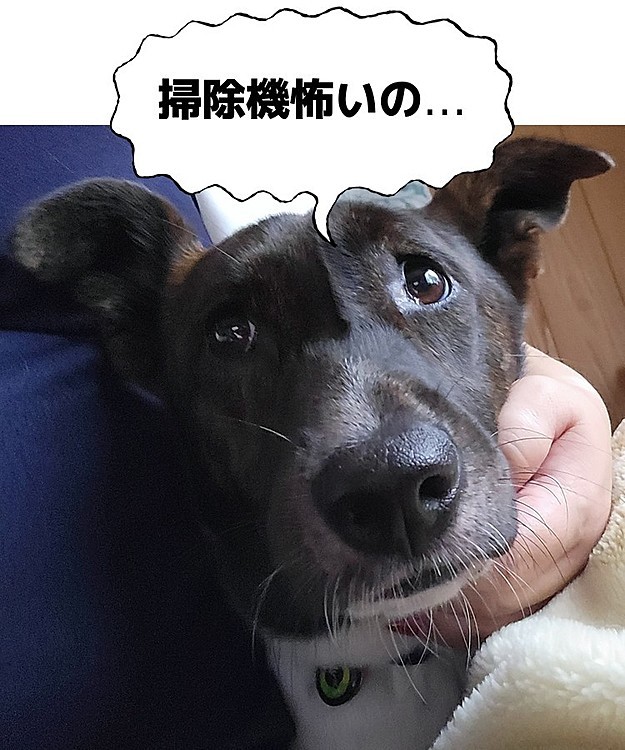 掃除機怖すぎてビビるビンゴ_:(´ﾛ`」 ∠):_