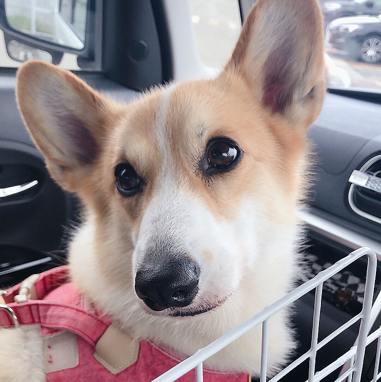 超お久しぶりの投稿なりました💦
まあるは、元気です😃
今日はトリミングへ😃
これは帰りの車の様子😃