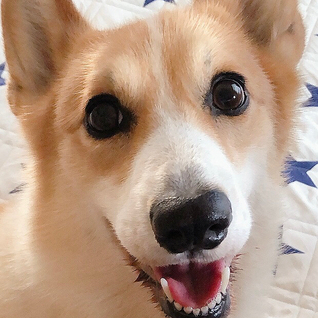 トリミング直後はお顔が綺麗だね😃
この笑顔には元気もらえるね😃
