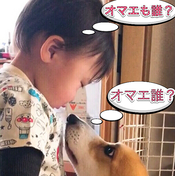 GW中に、お孫ちゃんが遊びにきました😃
子供の成長は早いよねぇ😃
この前は泣いてたのに、今回は、まあると遊んでくれたよ😃
いい相棒😃
兄弟😃まあるも楽しかったね😃