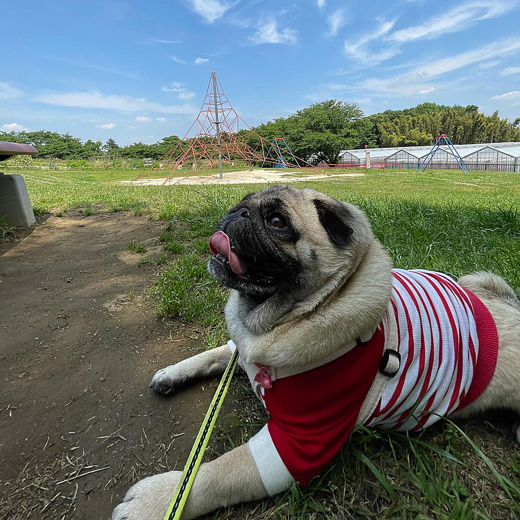 東松山の農林公園まで🚗