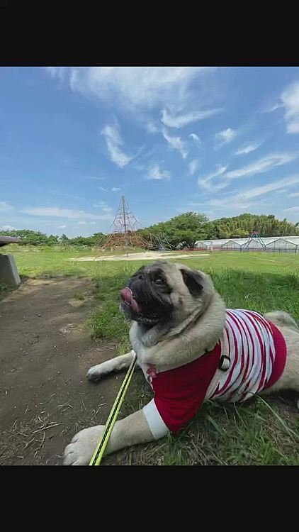 日陰を求めてこもれびの森へ
元気にお散歩🐶