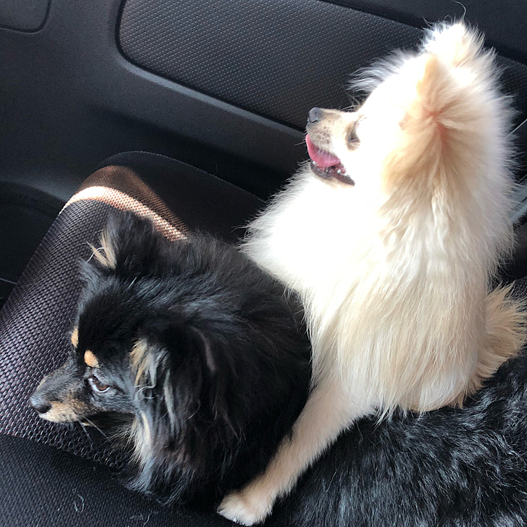今日は爪切りとお手手の毛をカットしに行ってきました。まだ車に慣れてない用のかな？
ネネ(黒)に捕まってバランスとってます笑