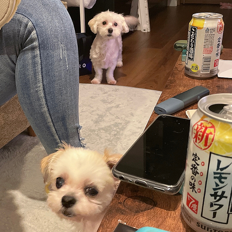 
ポカリちゃん、くるみちゃん😊
お毛毛カットされて
スッキリしてましたよ🐶🐶

ふたりとも、とらくんと遊んでくれて
ありがとう🐾✨

相変わらず可愛かったです❣️

