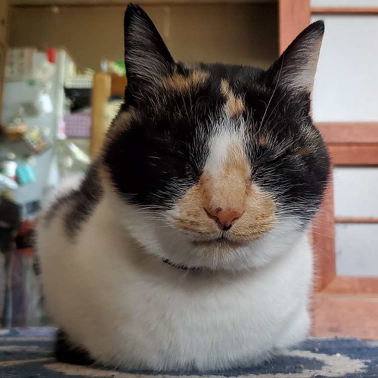 ①13歳…貫禄の、香箱座り🐈　　