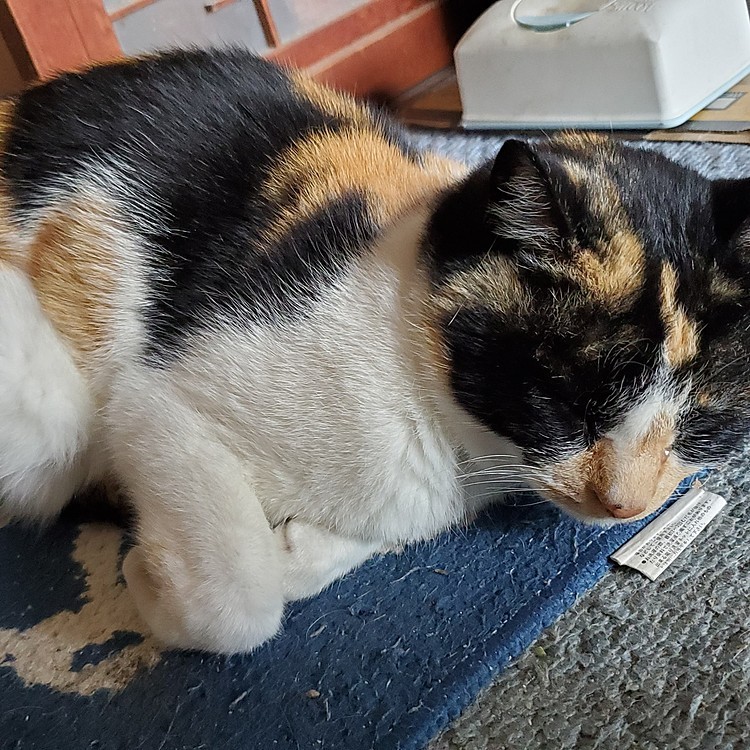 ②13歳…貫禄の、香箱座り🐈
し、しびれた…🙀