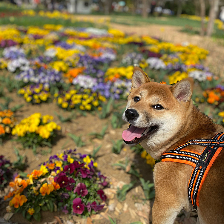 チューリップもソメイヨシノもまだでしたけど、お花はキレイでしたよ。
来週はもっと咲いてるでしょうね。
駐車場代はSuica PASMOでも払えましたよ。
入場前に犬連れの誓約書を書かないといけないので、書いておくと良いかもですね。