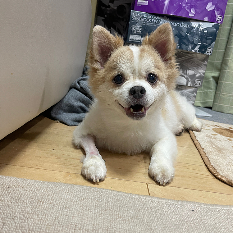 本日なんとかおうちに帰ってきました。
体重も２キロ近く落ちてしまい😓しばらくは薬のお世話になりながら体力回復です
皆様にはご心配いただきありがとうございます。
