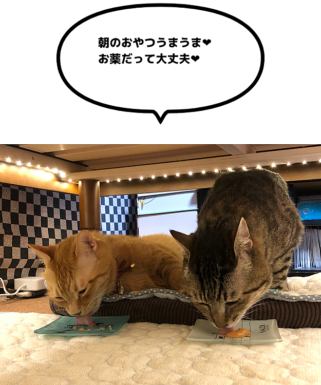 Max&Kittyの投稿