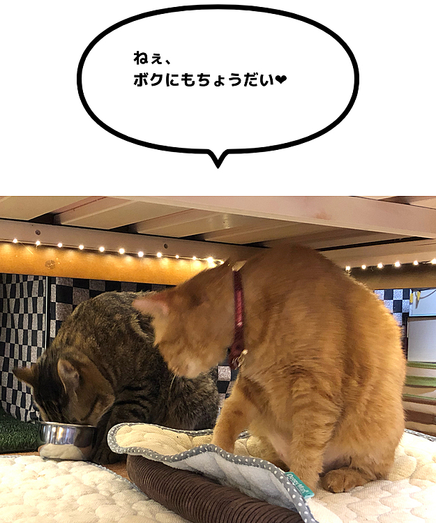 今、食べましたよね？