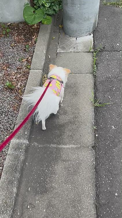 これは昨日のお散歩風景🦮
前半15分でチッチを使い切ったポコ選手🐶
後半どうする⁉️ペース配分考えようねぇ🤣