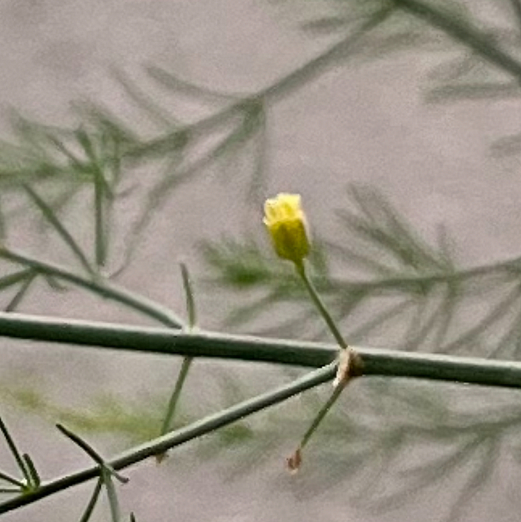 アスパラの花🌼咲きそうです😊
ズームしてやっとわかるくらいかすみ草より全然小さいお花です🌼

アスパラ生えてた原因わかりました❗️
道路渡った向かいにビニールハウスがあるんですが入り口前と入ってすぐのところに同じように成長したアスパラが❗️
そこから飛んできたのねぇ🌱
前々からビニールハウスからかなぁとは思ってたんですけどね😊