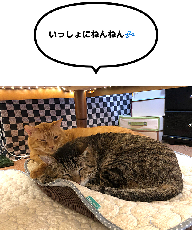 Max&Kittyの投稿