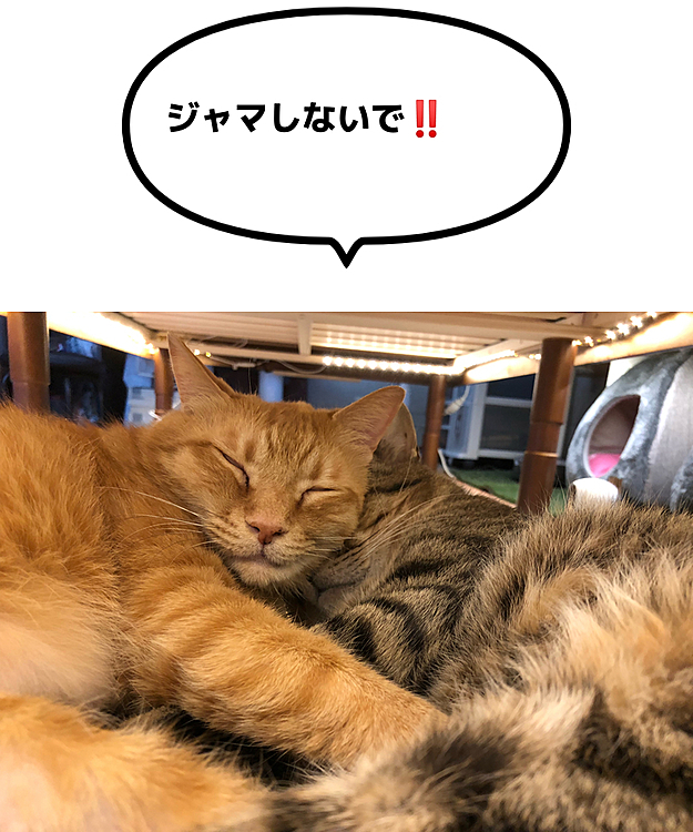 Max&Kittyの投稿