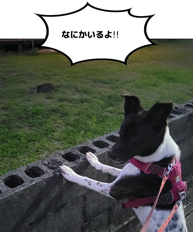 何かいるのは分かるけど
ネコちゃんとは気づけないビンゴ🤣