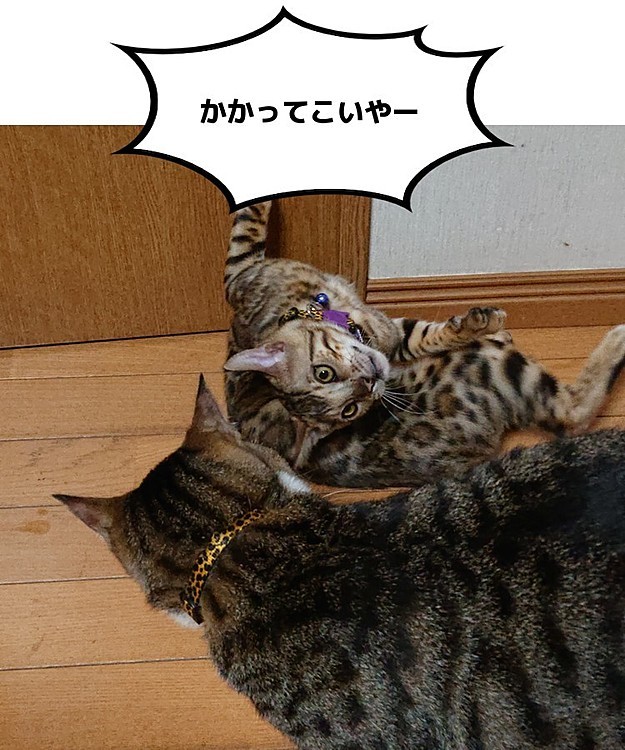 ニャンプロ中のひとこま
