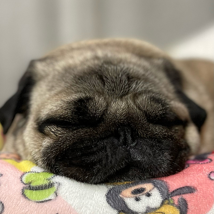 いい夢見てます‥💤