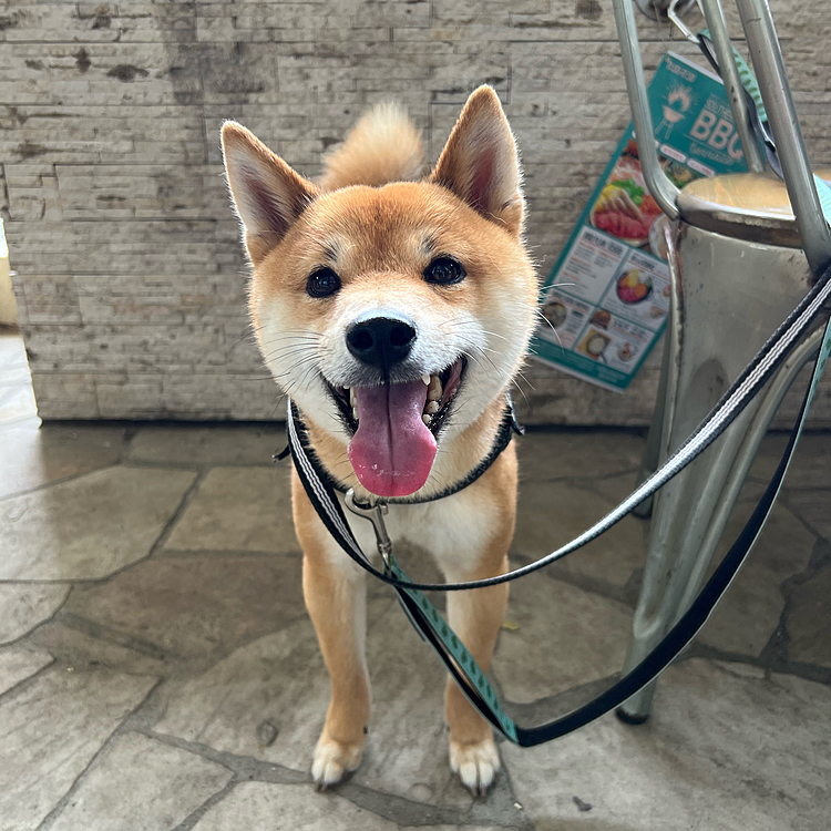 2022.05.31(火)
今日は海でお散歩🐾
海の見えるカフェでランチ🍽しました😊