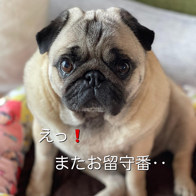 ちゃんとお留守番したのに‥