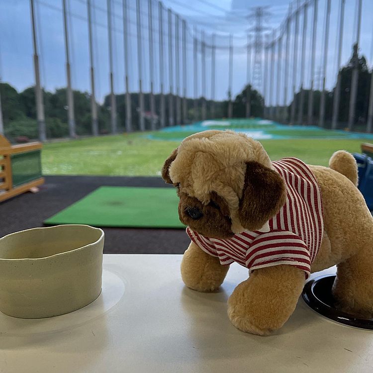 明日もとうちゃんお休み、いっぱい遊ぼうね🐶