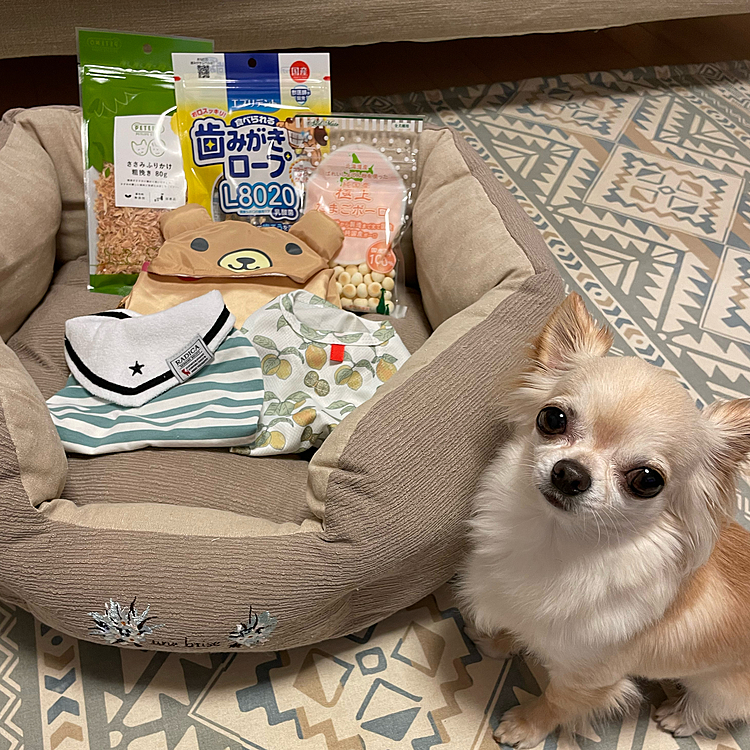 ベッド、おやつ、洋服をプレゼントしました🎁😊
新しい洋服を着てお出かけするのが楽しみです😊