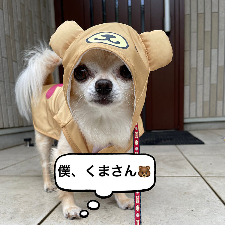 今朝は雨が降っていたのでプレゼントのカッパを着てお散歩しました😊
くまさん🐻とカエルさん🐸がありくまさん🐻にしました😊後からカエルさん🐸が良かったかなぁ〜？なんて思いました😅
