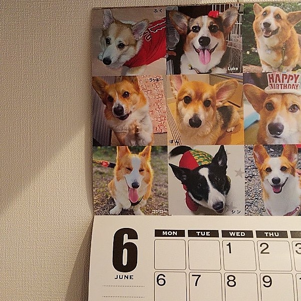 今日から6月🙂
コーギーストアのカレンダー
今月のページに写ってます🐶（左上）
去年は4月、今年は6月。。
ふくの誕生日は5月なんだけどな～
惜しい‼️😣

今週末は、犬舎仲間の家族会に参加予定。
10家族以上が集まります😄
