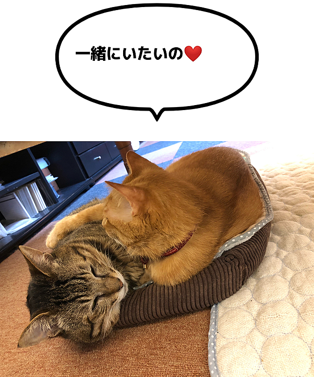 Max&Kittyの投稿