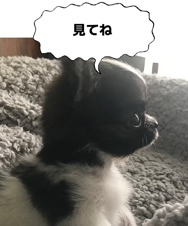 こんばんは☺️
【本日投稿】
１分で見られる‼️今日のチワワ🐶
あのなめ犬？が帰ってくる😂
嵐の予感😌

ぜひ遊びに来て下さい😀
チャンネル登録お願いします☀️

