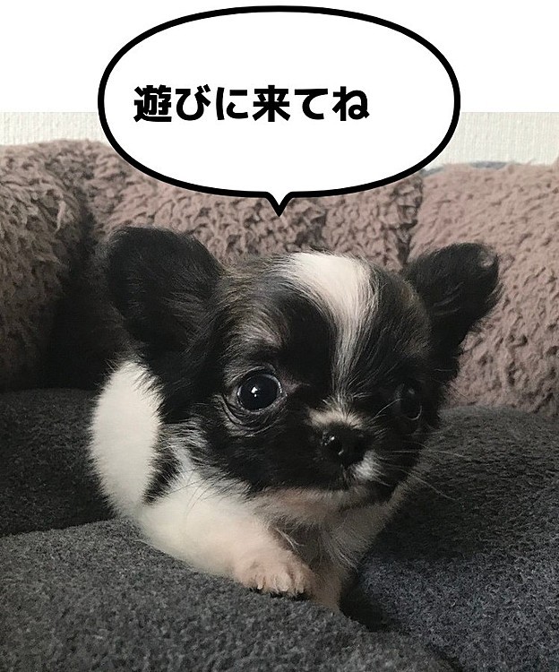 YouTube
【小さなチワワのミンキーチャンネル】
開設しております😊
愛犬と行けるお店や施設をご紹介🥰
明日はペットと行ける‼️
横浜ベイクォーターの名店をご紹介致します✨

ぜひ遊びに来て下さい☀️
良かったらチャンネル登録お願い致します🙇