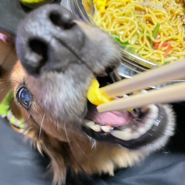 冷やし中華の錦糸玉子をむさぼるココﾁｬﾝ🐶
絵的に怖いぞ😱😱😱🤣🤣🤣