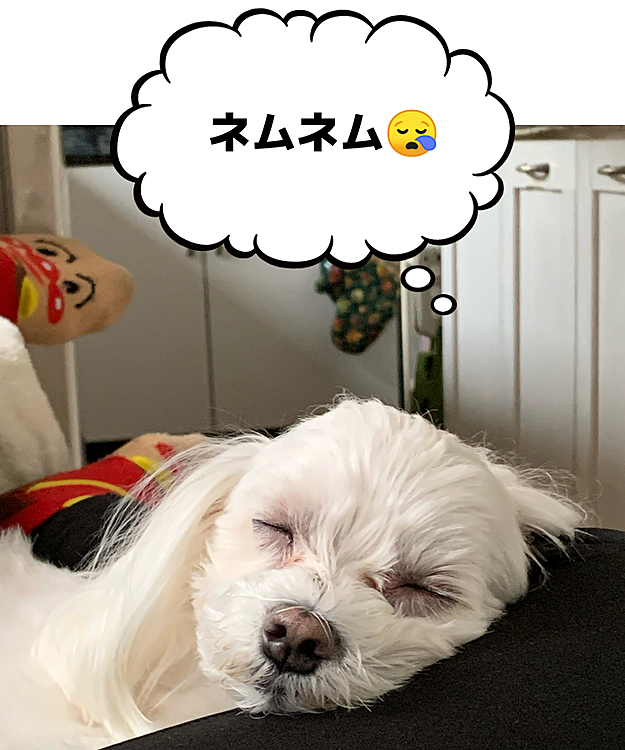 朝5時起床し、パパの出勤準備終え
自分の出勤までソファーで
ダラダラしてたら、蘭丸さんが
ママの足を枕に爆睡してます(笑)