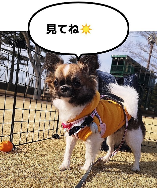 【本日投稿】
愛犬と行けるお店が25店舗もあるペットの楽園🐶
🥰横浜ベイクォーター🥰
ペットオススメコース巡りに絶品・船上横浜中華ご紹介🍴

ぜひ遊びに来て下さい😀
チャンネルはアイコンから飛べます🥰
宜しくお願いします✨