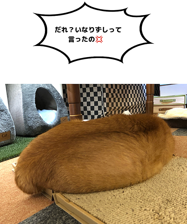 そのものじゃん