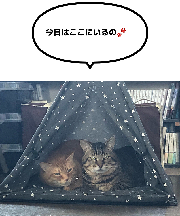 隣の部屋、ルンバ中だからね