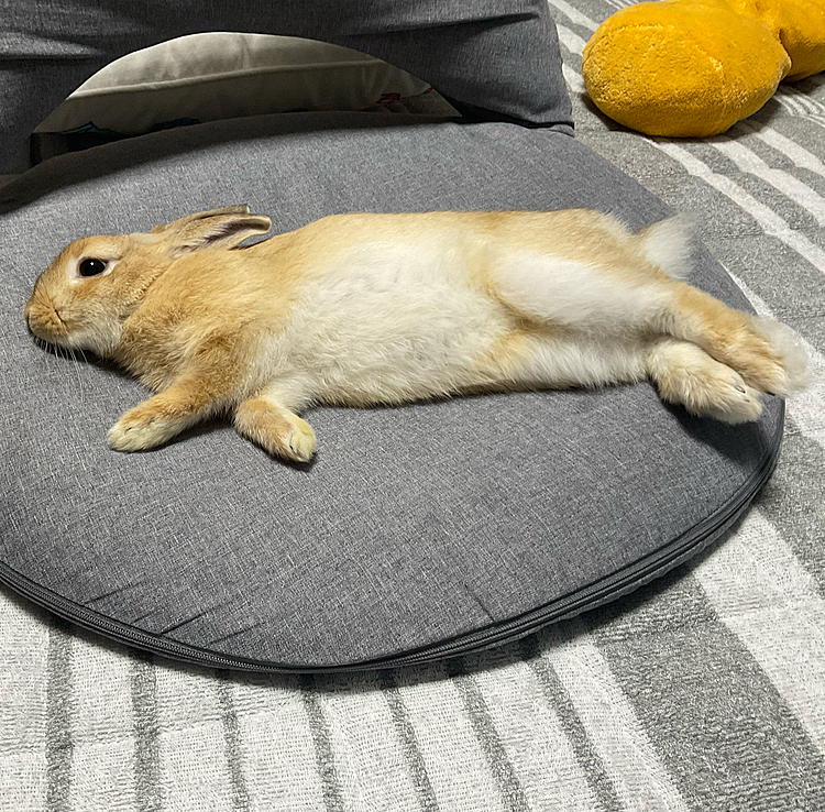 飼い主の座椅子を奪い取ってくつろぐうさぎ🐰