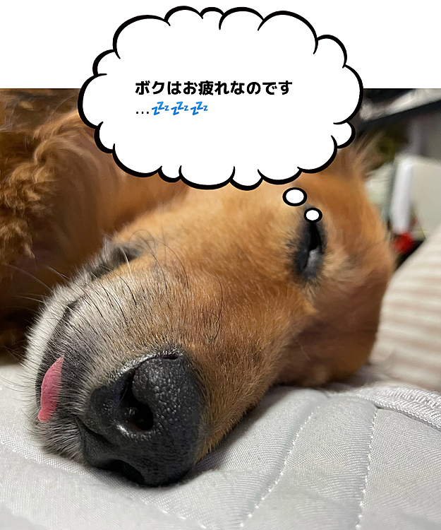 今日もお散歩したりお留守番したりお疲れだったね～💦明日もお散歩行こうね🤗🤗🤗