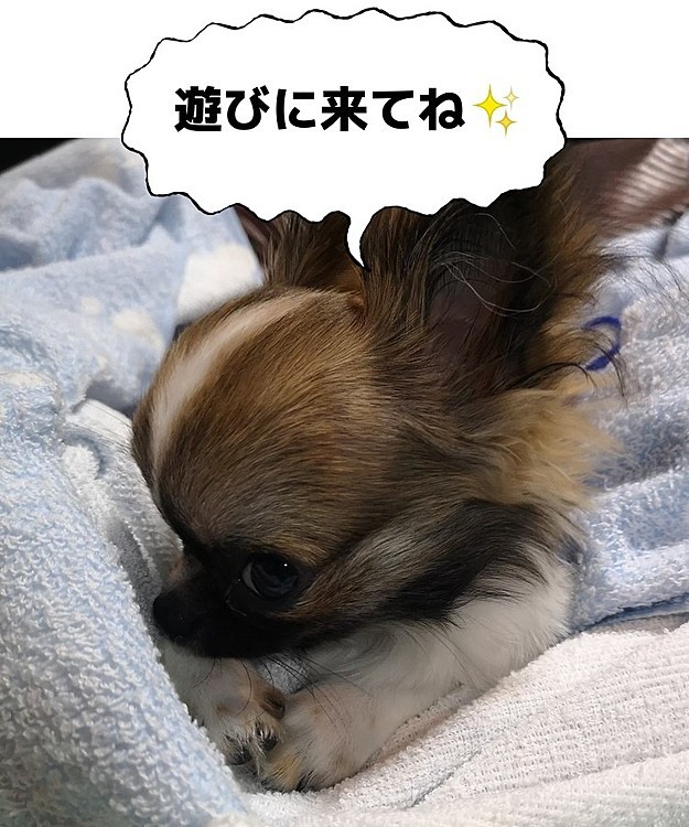 YouTubeチャンネル開設しております‼️
愛犬と行けるお店や施設・温泉、またペットフーディストの資格を活かし、愛犬のための栄養レシピなども公開しております🙇
ぜひ遊びに来て下さい🥰
良かったらチャンネル登録もお願い致します🙇
チャンネルはアイコンから飛べます🙇

チャンネル名
【小さなチワワのミンキーチャンネル】