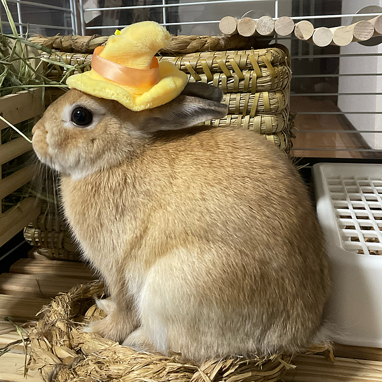 良いガチャガチャを発見したので頭の上にポフっと。