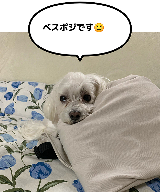 買ってきた服を畳んでおいたら
蘭丸さん、しれぇ～っと
その服の上に
顔乗せて落ち着いてました。
はい、いつもの事です(笑)