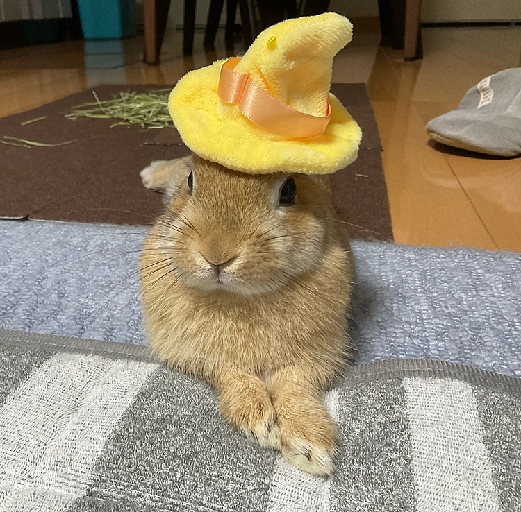 魔法使い小次郎🌟