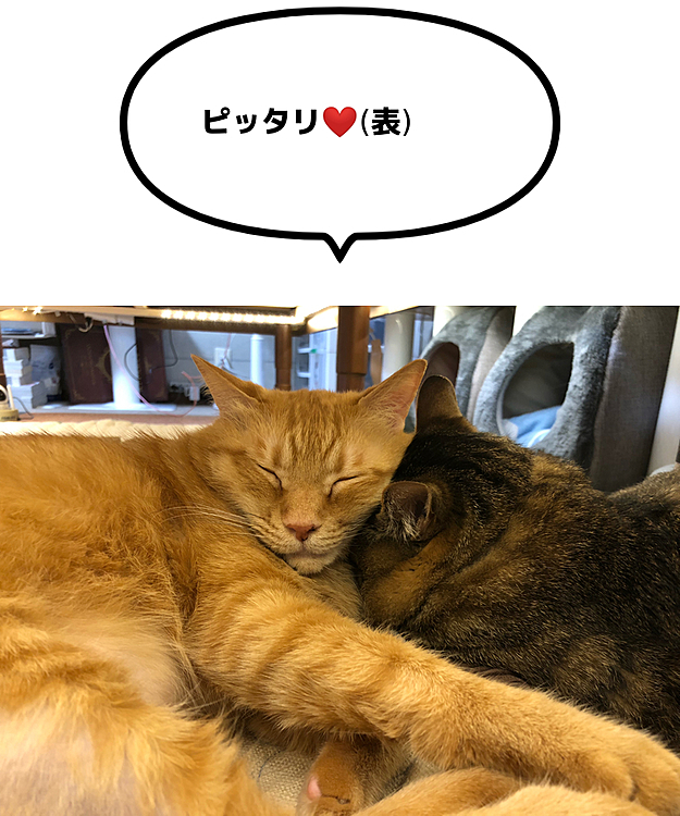 Max&Kittyの投稿