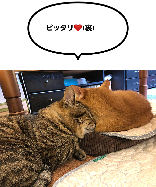 Max&Kittyの投稿